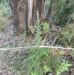 Cassinia aculeata subsp. aculeata at Paddys River, ACT - 17 Jun 2023