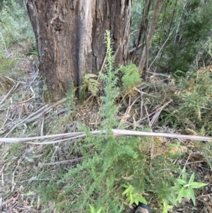 Cassinia aculeata subsp. aculeata at Paddys River, ACT - 17 Jun 2023