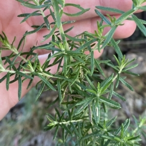 Cassinia aculeata subsp. aculeata at Paddys River, ACT - 17 Jun 2023 02:41 PM