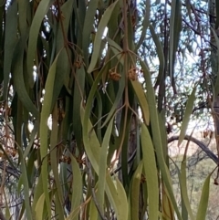 Amyema pendula subsp. pendula (Drooping Mistletoe) at Paddys River, ACT - 17 Jun 2023 by Tapirlord