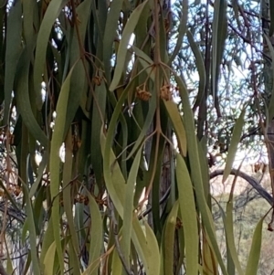 Amyema pendula subsp. pendula at Paddys River, ACT - 17 Jun 2023 02:40 PM