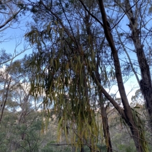 Amyema pendula subsp. pendula at Paddys River, ACT - 17 Jun 2023