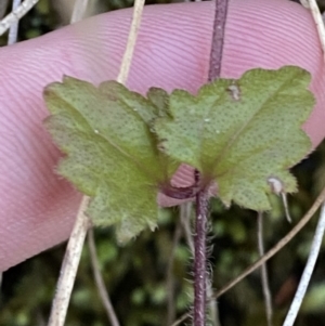 Veronica calycina at Paddys River, ACT - 17 Jun 2023