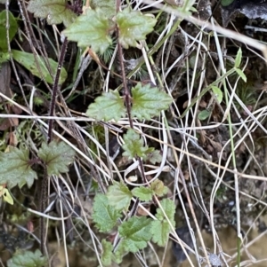 Veronica calycina at Paddys River, ACT - 17 Jun 2023