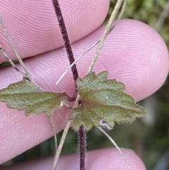 Veronica calycina at Paddys River, ACT - 17 Jun 2023