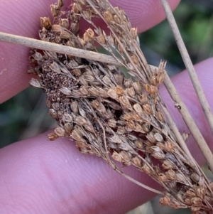 Juncus flavidus at Paddys River, ACT - 17 Jun 2023