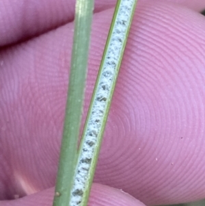 Juncus flavidus at Paddys River, ACT - 17 Jun 2023 02:35 PM