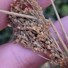 Juncus flavidus at Paddys River, ACT - 17 Jun 2023