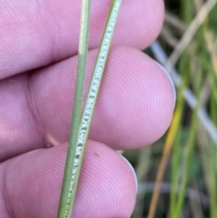 Juncus flavidus at Paddys River, ACT - 17 Jun 2023 02:35 PM