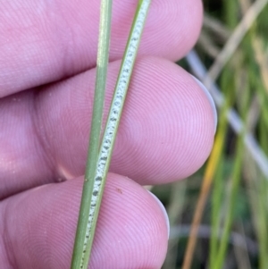 Juncus flavidus at Paddys River, ACT - 17 Jun 2023