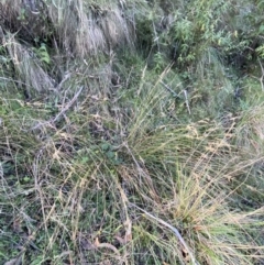 Juncus flavidus at Paddys River, ACT - 17 Jun 2023