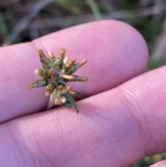 Euchiton japonicus (Creeping Cudweed) at Paddys River, ACT - 17 Jun 2023 by Tapirlord