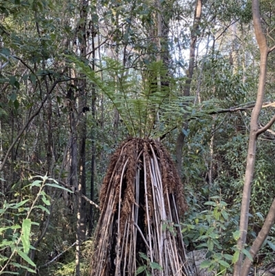 Dicksonia antarctica (Soft Treefern) at Tidbinbilla Nature Reserve - 17 Jun 2023 by Tapirlord