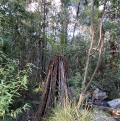 Dicksonia antarctica at Paddys River, ACT - 17 Jun 2023