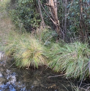 Poa helmsii at Paddys River, ACT - 17 Jun 2023