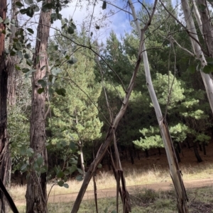 Eucalyptus camphora subsp. humeana at Coree, ACT - 23 Jun 2023