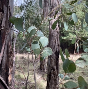 Eucalyptus camphora subsp. humeana at Coree, ACT - 23 Jun 2023