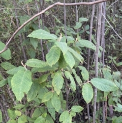 Pomaderris aspera (Hazel Pomaderris) at Paddys River, ACT - 17 Jun 2023 by Tapirlord