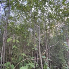 Pomaderris aspera at Paddys River, ACT - 17 Jun 2023