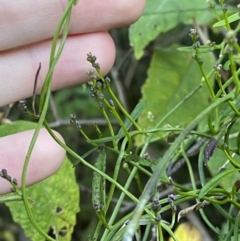 Comesperma volubile (Love Creeper) at Paddys River, ACT - 17 Jun 2023 by Tapirlord