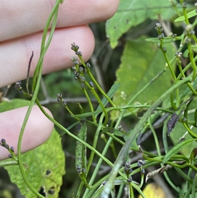 Comesperma volubile (Love Creeper) at Paddys River, ACT - 17 Jun 2023 by Tapirlord