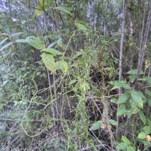 Comesperma volubile at Paddys River, ACT - 17 Jun 2023 02:30 PM