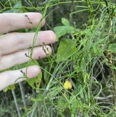 Comesperma volubile at Paddys River, ACT - 17 Jun 2023 02:30 PM