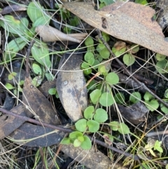 Gonocarpus micranthus subsp. micranthus (Creeping Raspwort) at Paddys River, ACT - 17 Jun 2023 by Tapirlord