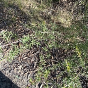 Leptospermum continentale at Paddys River, ACT - 17 Jun 2023