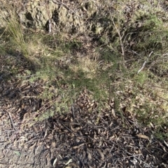 Leptospermum continentale at Paddys River, ACT - 17 Jun 2023 02:27 PM