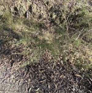 Leptospermum continentale at Paddys River, ACT - 17 Jun 2023