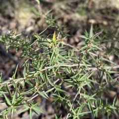 Leptospermum continentale at Paddys River, ACT - 17 Jun 2023