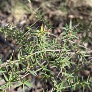 Leptospermum continentale at Paddys River, ACT - 17 Jun 2023 02:27 PM