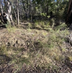 Leptospermum continentale at Paddys River, ACT - 17 Jun 2023 02:27 PM