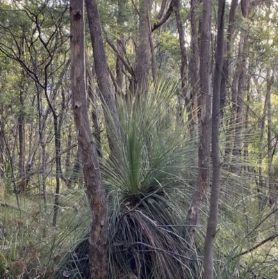 Xanthorrhoea glauca subsp. angustifolia (Grey Grass-tree) at Paddys River, ACT - 17 Jun 2023 by Tapirlord