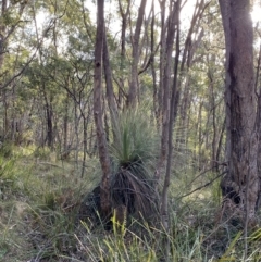 Xanthorrhoea glauca subsp. angustifolia at Paddys River, ACT - 17 Jun 2023