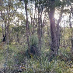 Xanthorrhoea glauca subsp. angustifolia at Paddys River, ACT - 17 Jun 2023