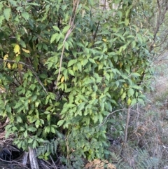 Olearia argophylla (Native Musk) at Tidbinbilla Nature Reserve - 17 Jun 2023 by Tapirlord