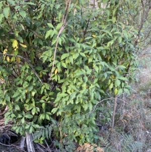 Olearia argophylla at Paddys River, ACT - 17 Jun 2023