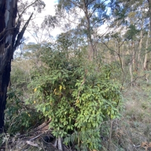 Olearia argophylla at Paddys River, ACT - 17 Jun 2023