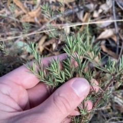 Gompholobium huegelii (pale wedge–pea) at Paddys River, ACT - 17 Jun 2023 by Tapirlord