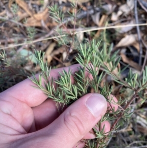 Gompholobium huegelii at Paddys River, ACT - 17 Jun 2023