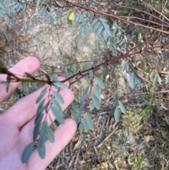 Indigofera australis subsp. australis (Australian Indigo) at Paddys River, ACT - 17 Jun 2023 by Tapirlord