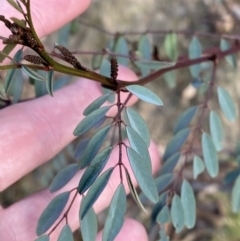 Indigofera australis subsp. australis at Paddys River, ACT - 17 Jun 2023 02:23 PM