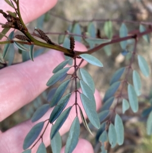 Indigofera australis subsp. australis at Paddys River, ACT - 17 Jun 2023 02:23 PM