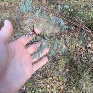 Indigofera australis subsp. australis at Paddys River, ACT - 17 Jun 2023