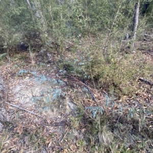 Indigofera australis subsp. australis at Paddys River, ACT - 17 Jun 2023