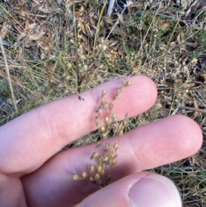 Juncus subsecundus at Paddys River, ACT - 17 Jun 2023