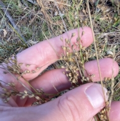 Juncus subsecundus at Paddys River, ACT - 17 Jun 2023 02:23 PM