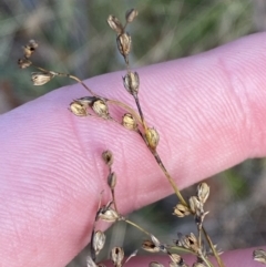 Juncus subsecundus at Paddys River, ACT - 17 Jun 2023 02:23 PM